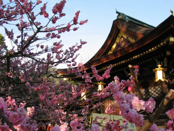 Plum blossom at Kitano Tenmangu Shrine