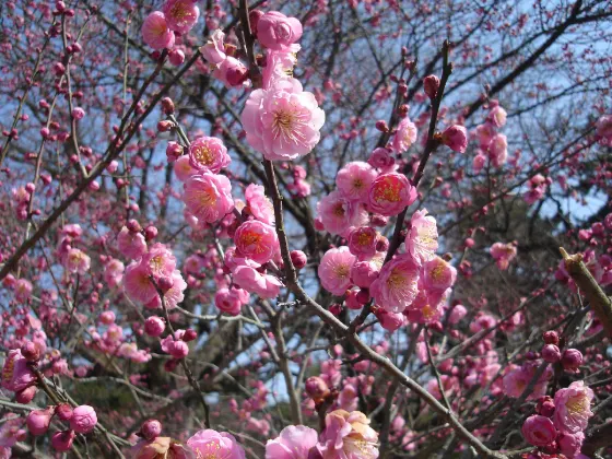 Plum blossom at Kyoto Imperial Park Plum Grove