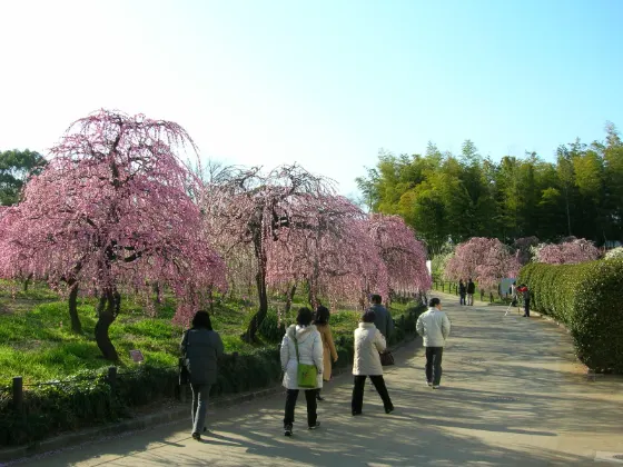 Plum blossom at Nagoya Agricultural Center (Weeping Plums)