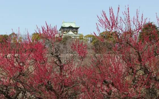 Plum blossom at Osaka Castle Plum Grove