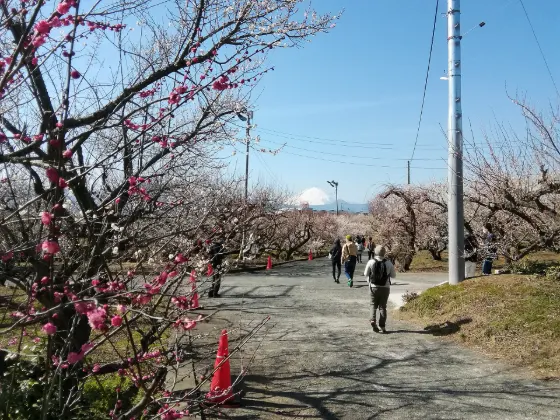 Plum blossom at Soga Plum Groves