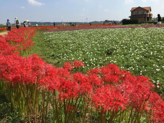 Red spider lily at Yakachi River