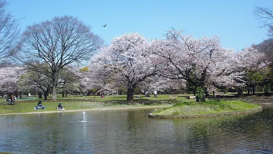 Cherry blossom at Yoyogi Park