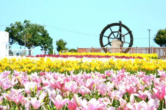 Lilies at Yuri no Sato Park (Fukui)
